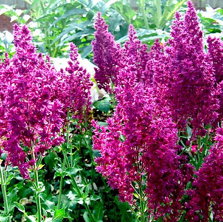 Шалфей дубравный 'Швелленбург' /                  Salvia nemorosa 'Schwellenburg'